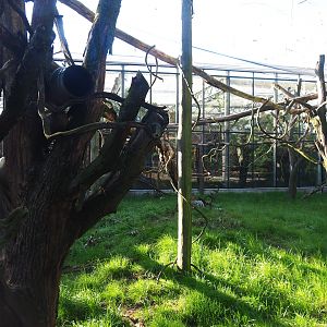 Red titi/Southern tamandua/Azara's agouti outdoor exhibit, 2022-10-09