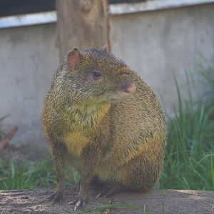 Azara's agouti (Dasyprocta azarae), 2022-10-09