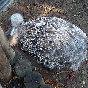 Darwin`s rhea (Rhea pennata), 2022-10-09