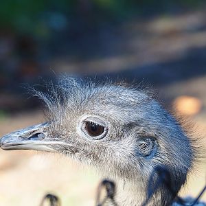 Darwin`s rhea (Rhea pennata), 2022-10-09