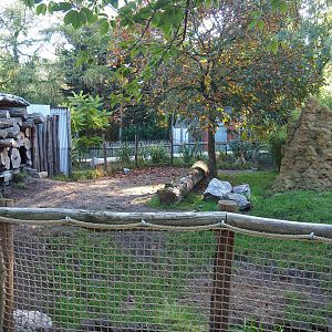 Darwin's rhea and Giant anteater exhibit, 2022-10-09