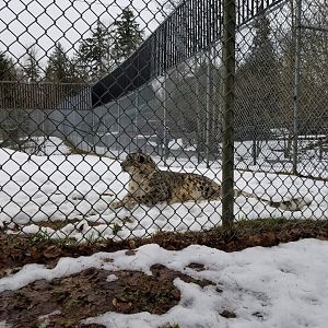 Snow leopard