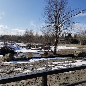 Southern white rhinoceros enclosure