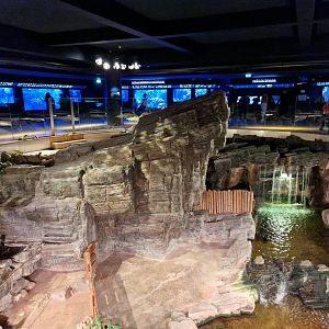 Alligator exhibit