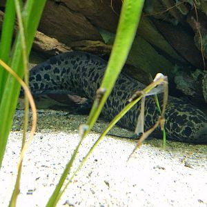West African Lungfish
