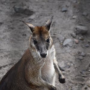 Agile wallaby (I think it’s the New Guinea sub)