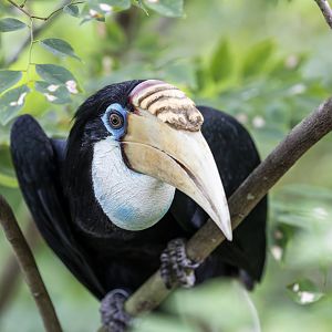 Papuan Hornbill (Rhyticeros plicatus)
