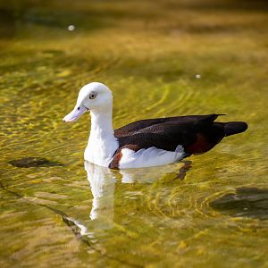radjah shelduck (Radjah radjah)