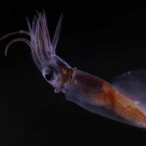 Firefly squid