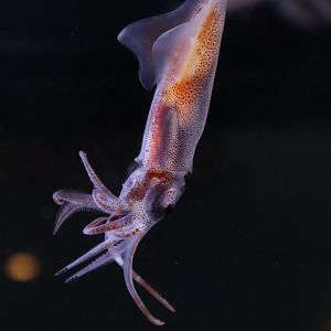 Firefly squid