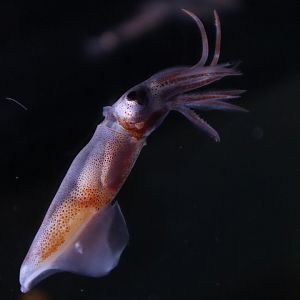 Firefly squid