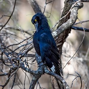 Pied Currawong