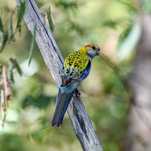 Pale-headed Rosella