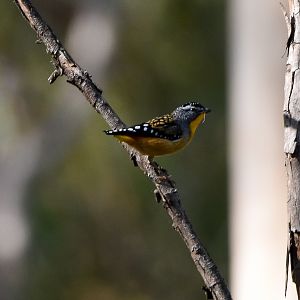 Spotted Pardalote