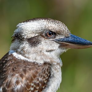 Laughing Kookaburra