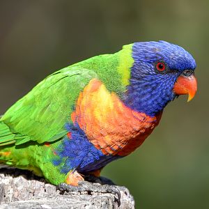 Rainbow Lorikeet
