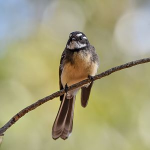 Grey Fantail