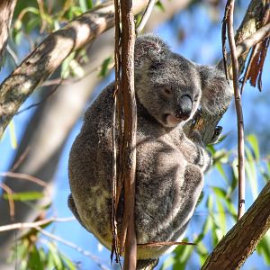 Koala