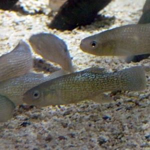Mummichog (Fundulus heteroclitus)