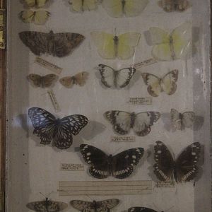 Specimens of butterflies display, Kahutara Taxidermy Gallery