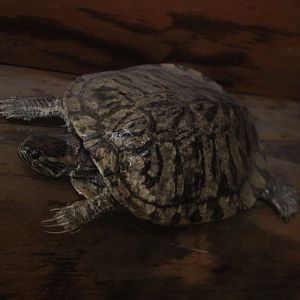 Taxidermy Red-eared Slider, Kahutara Taxidermy Gallery
