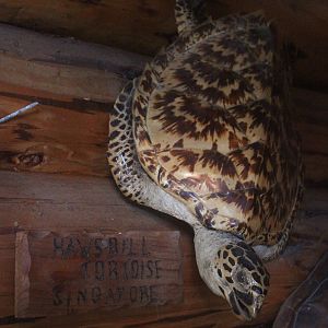 Taxidermy Hawksbill Sea Turtle, Kahutara Taxidermy Gallery