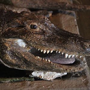 Taxidermy American Alligator, Kahutara Taxidermy Gallery