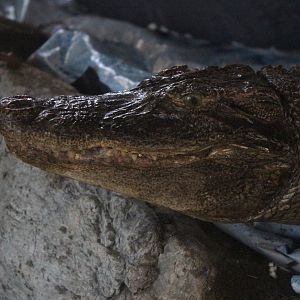 Taxidermy crocodilian, Kahutara Taxidermy Gallery