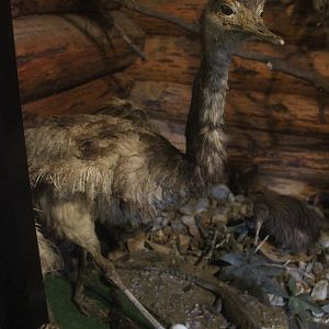 Taxidermy Greater Rhea, Kahutara Taxidermy Gallery