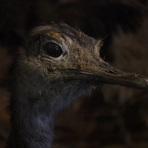 Taxidermy Greater Rhea, Kahutara Taxidermy Gallery