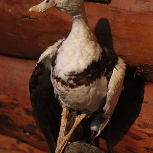 Taxidermy Raja Shelduck, Kahutara Taxidermy Gallery
