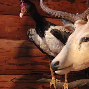 Taxidermy Magpie Goose, Kahutara Taxidermy Gallery