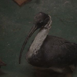 Taxidermy Straw-necked Ibis, Kahutara Taxidermy Gallery