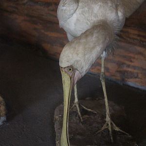 Taxidermy Yellow-billed Spoonbill, Kahutara Taxidermy Gallery