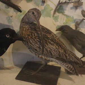 Taxidermy Eurasian Curlew, Kahutara Taxidermy Gallery