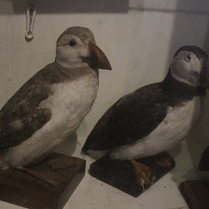 Taxidermy Atlantic Puffin, Kahutara Taxidermy Gallery