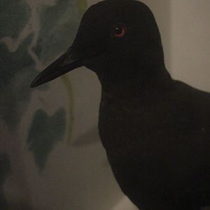 Taxidermy Pigeon Guillemot, Kahutara Taxidermy Gallery