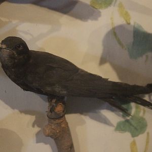 Taxidermy Swift, Kahutara Taxidermy Gallery