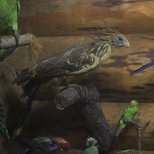 Taxidermy Hoatzin, Kahutara Taxidermy Gallery