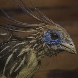 Taxidermy Hoatzin, Kahutara Taxidermy Gallery