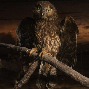 Taxidermy Morepork, Kahutara Taxidermy Gallery