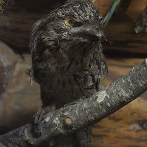 Taxidermy Tawny Frogmouth, Kahutara Taxidermy Gallery