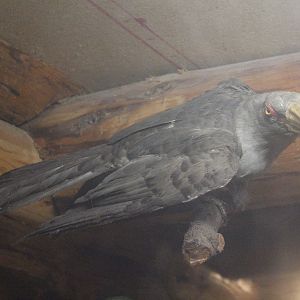 Taxidermy Channel-billed Cuckoo, Kahutara Taxidermy Gallery