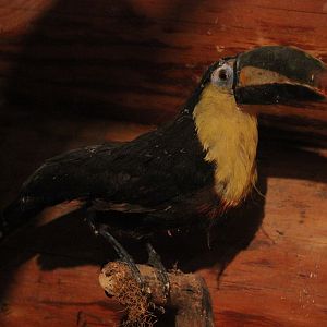 Taxidermy White-throated Toucan, Kahutara Taxidermy Gallery
