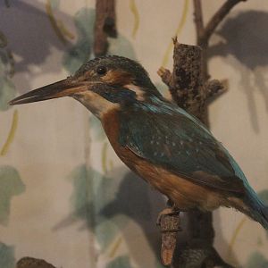 Taxidermy Common Kingfisher, Kahutara Taxidermy Gallery