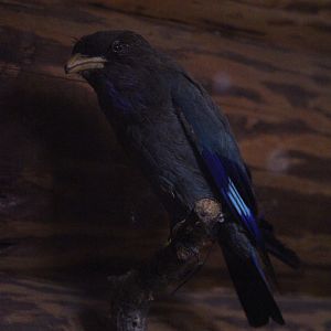 Taxidermy Oriental Dollarbird, Kahutara Taxidermy Gallery