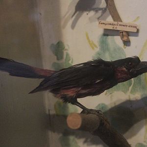 Taxidermy African Barbet (?), Kahutara Taxidermy Gallery