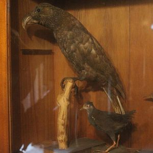 Taxidermy New Zealand Kaka and Spotless Crake, Kahutara Taxidermy Gallery