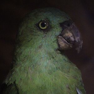 Taxidermy Parrot, Kahutara Taxidermy Gallery