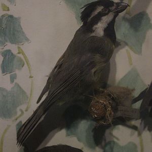 Taxidermy Shrike-tit, Kahutara Taxidermy Gallery